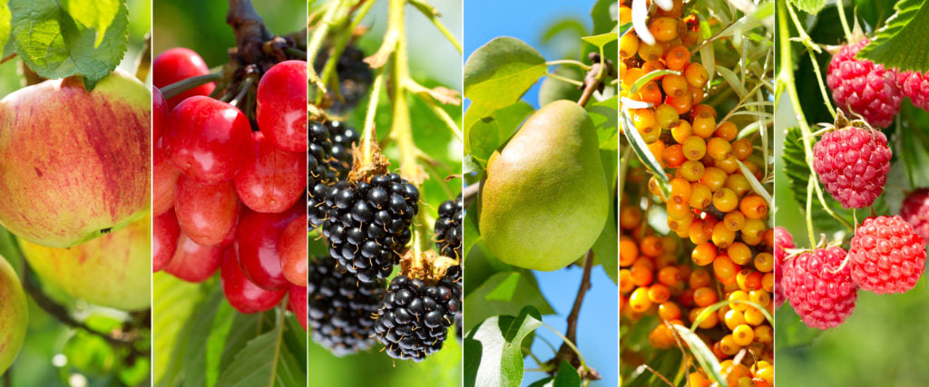 Planting your fruit trees -- the right way