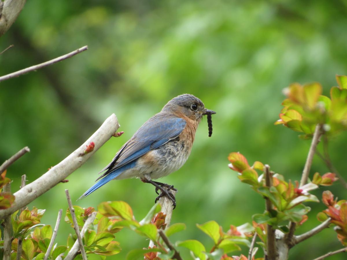 Backyard Birds: A Benefit to You and Your Garden!