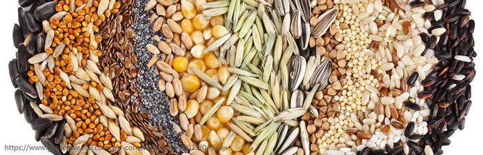 Getting a Good Start on Growing Your Seeds